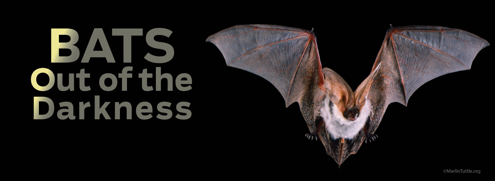 BATS web banner 2