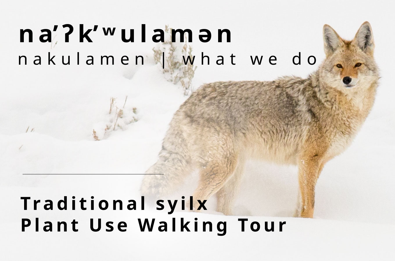na̓ʔk̓ʷulamən (what we do): Traditional syilx Plant Use Walking Tour