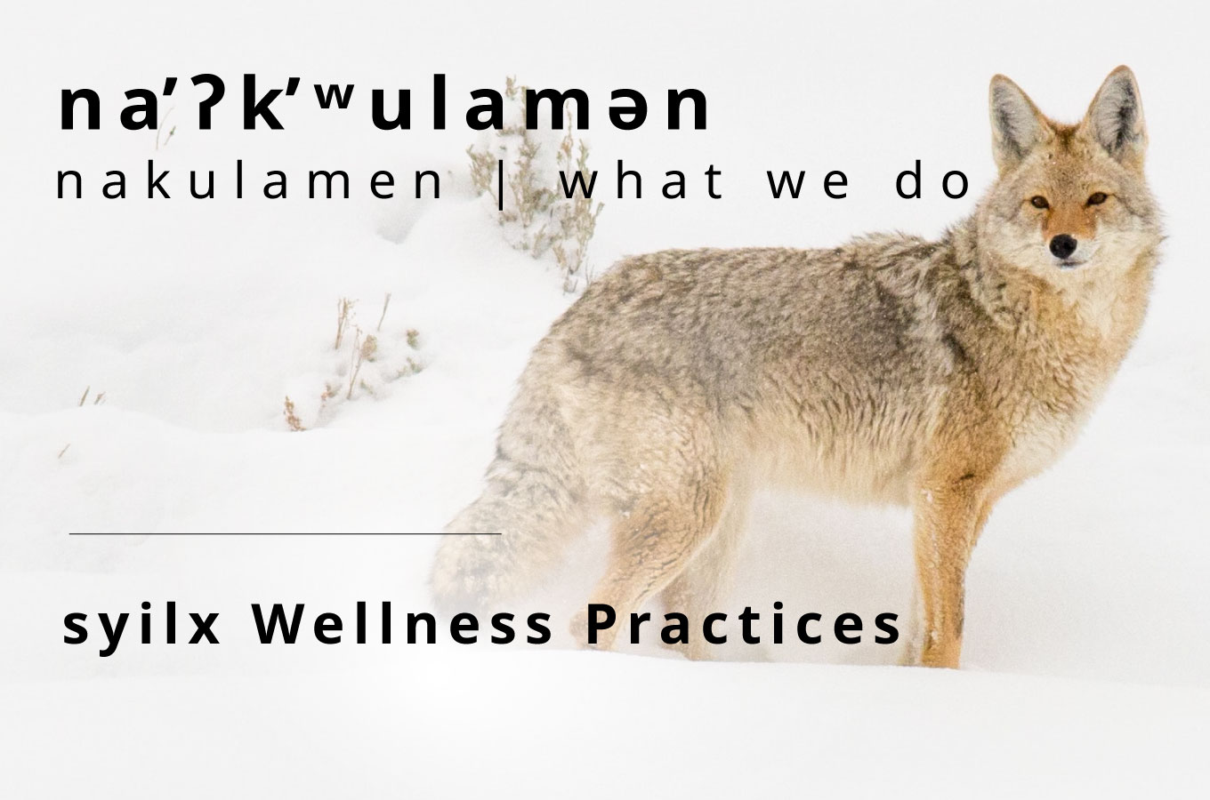 na̓ʔk̓ʷulamən (what we do): syilx Wellness Practices