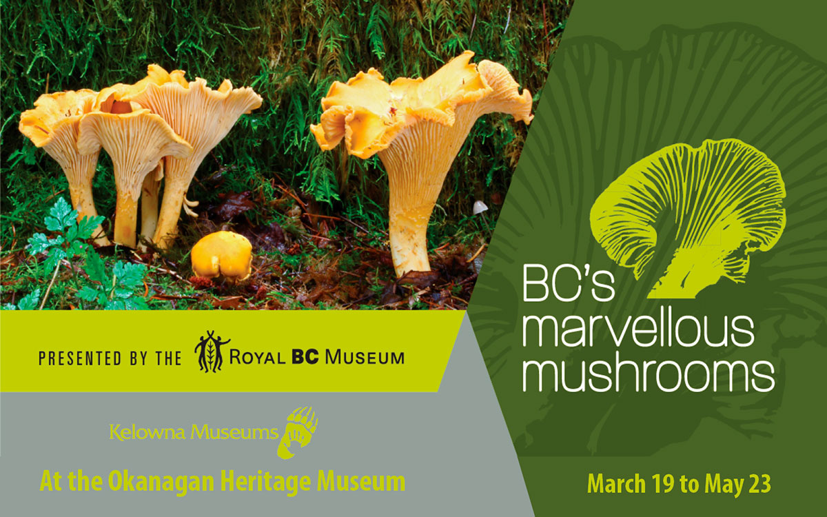 BC's-Marvellous-Mushrooms-exhibit---Okanagan-Heritage-Museum---web