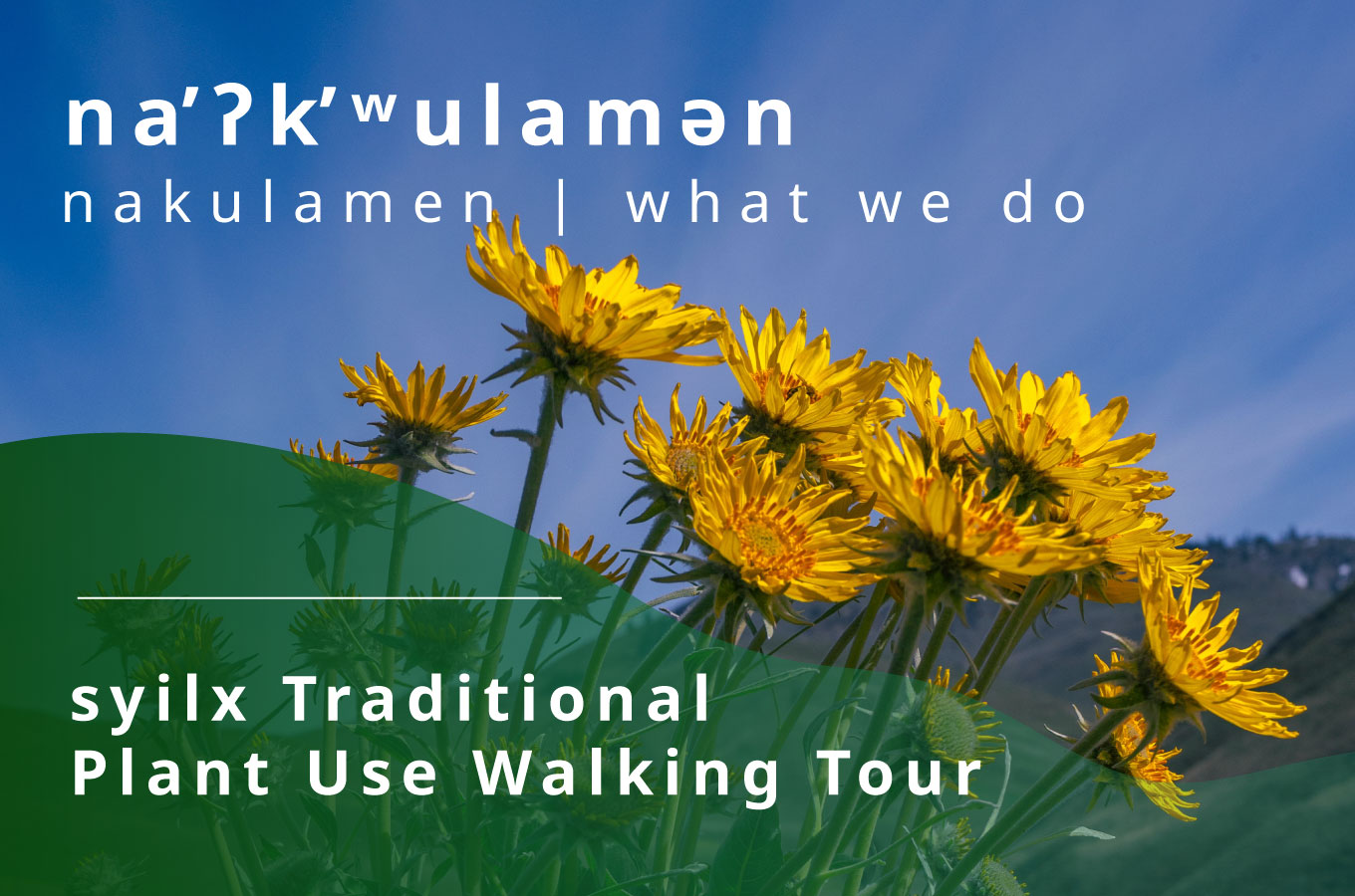 nakulamen (what we do): syilx Traditional Plant Use Walking Tour