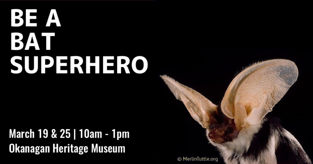 Be a Bat Superhero: drop in program Bat Superhero 1200x628 NO LOGO 1024x536 Bat Superhero 1200x628 NO LOGO 1024x536 Be a Bat Superhero: drop in program