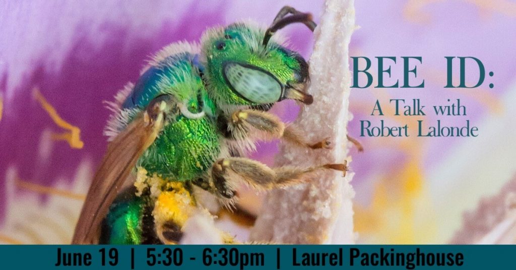 Bee ID: A Talk with Robert Lalonde BeeID1200x628 1024x536 BeeID1200x628 1024x536 Bee ID: A Talk with Robert Lalonde