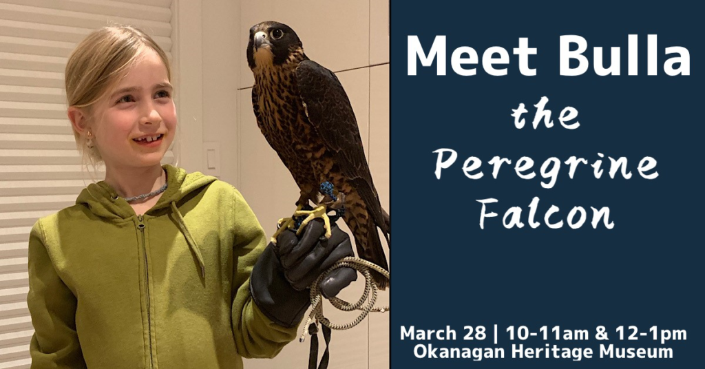 Meet Bulla the Peregrine Falcon Bulla 1200x628 1 1024x536 Bulla 1200x628 1 1024x536 Meet Bulla the Peregrine Falcon