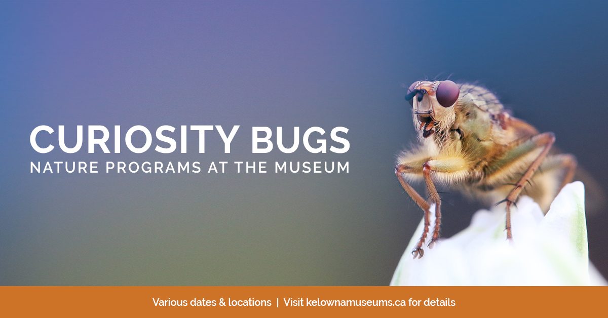 Curiosity Bugs Presents: Animals in my Backyard KelownaMuseums 2018 Programs CuriosityBugs 1200x628 v2 1 KelownaMuseums 2018 Programs CuriosityBugs 1200x628 v2 1 Curiosity Bugs Presents: Animals in my Backyard