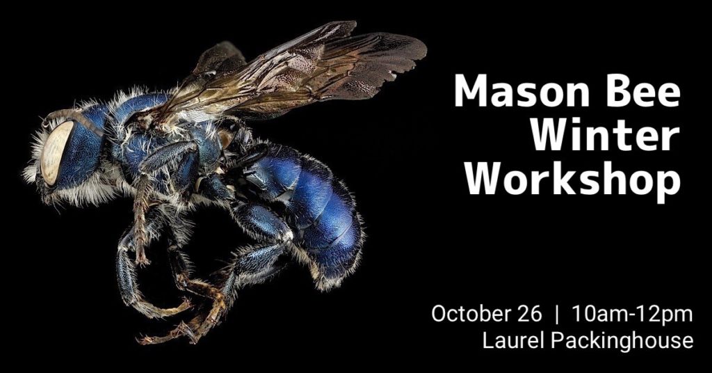 Mason Bee Winter Workshop Mason Bee Winter Workshop 1024x536 Mason Bee Winter Workshop 1024x536 Mason Bee Winter Workshop
