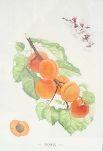 Science as Art: Botanical Illustration of Canadian Tree Fruit Varieties Skaha 205x300 Skaha 205x300 Science as Art: Botanical Illustration of Canadian Tree Fruit Varieties