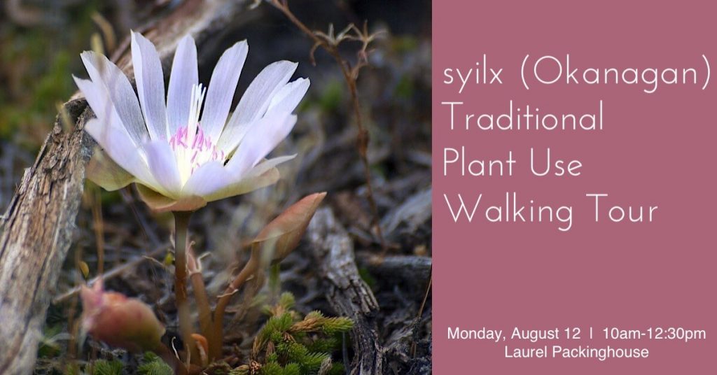 syilx (Okanagan) Traditional Plant Use Walking Tour TraditionalPlant aug 1024x536 TraditionalPlant aug 1024x536 syilx (Okanagan) Traditional Plant Use Walking Tour