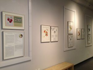 Science as Art: Botanical Illustration of Canadian Tree Fruit Varieties White Rock installation 300x225 White Rock installation 300x225 Science as Art: Botanical Illustration of Canadian Tree Fruit Varieties