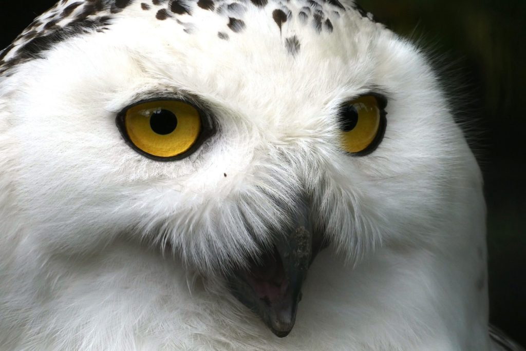 What a Hoot! All About the Owls snowy owl 4252522 1920 1024x684 snowy owl 4252522 1920 1024x684 What a Hoot! All About the Owls