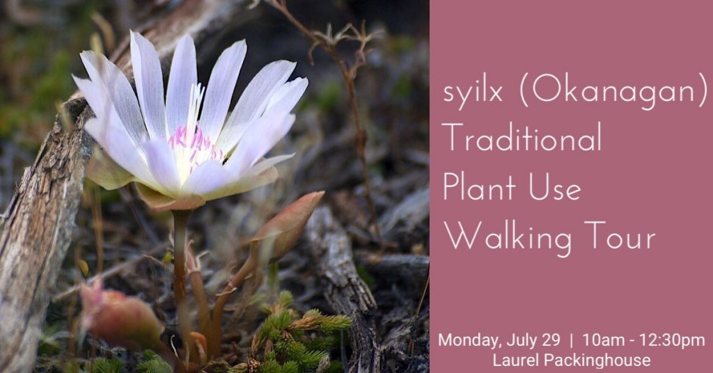 syilx (Okanagan) Traditional Plant Use Walking Tour syilx Okanagan Traditional Plant Use Walking Tour 1200x628 1024x536 syilx Okanagan Traditional Plant Use Walking Tour 1200x628 1024x536 syilx (Okanagan) Traditional Plant Use Walking Tour